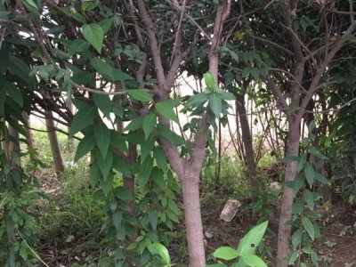 臘梅新疆能種嗎？