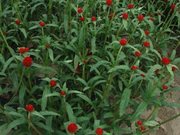 1649077934885660.jpg 千日紅10.jpg