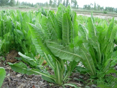 菊苣草可以喂魚嗎？
