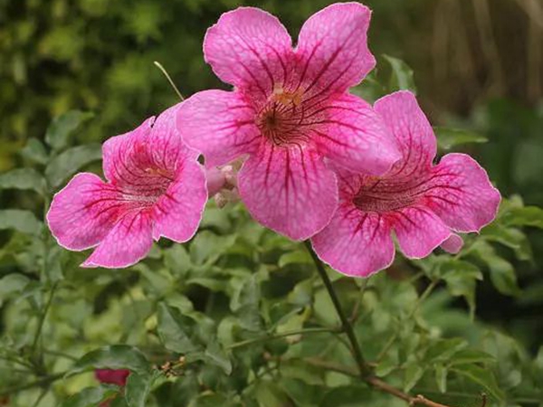 凌宵花2.jpg