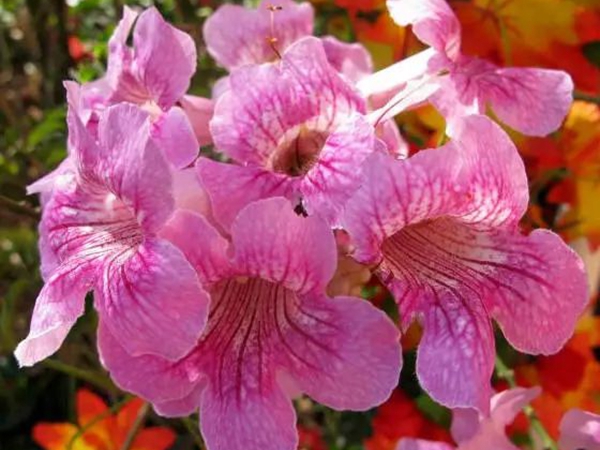 凌宵花3.jpg