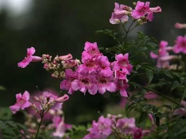 凌宵花4.jpg