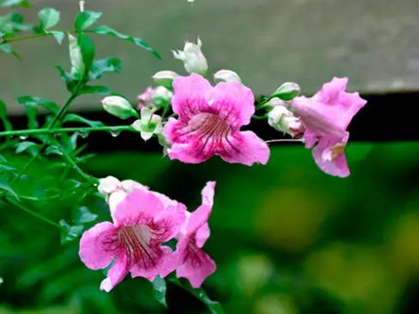 凌宵花5.jpg