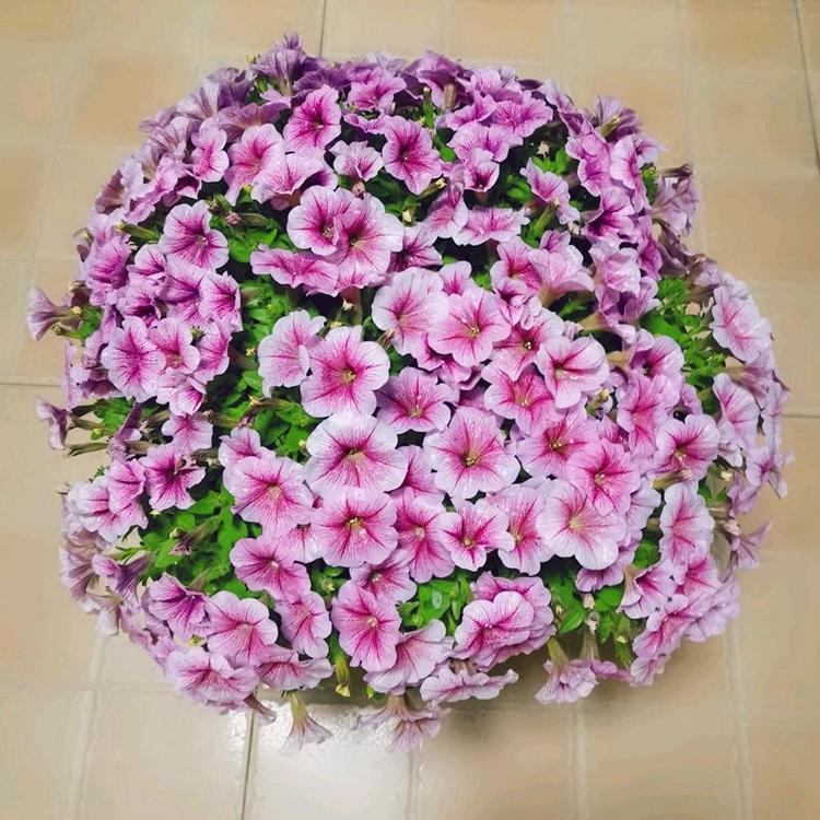 牽牛花5.jpg
