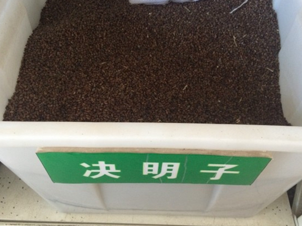 決明子.jpg