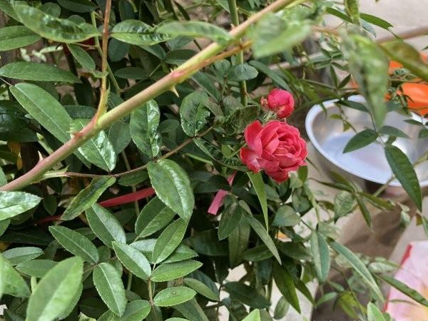 木香花1.jpg