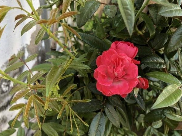 木香花2.jpg