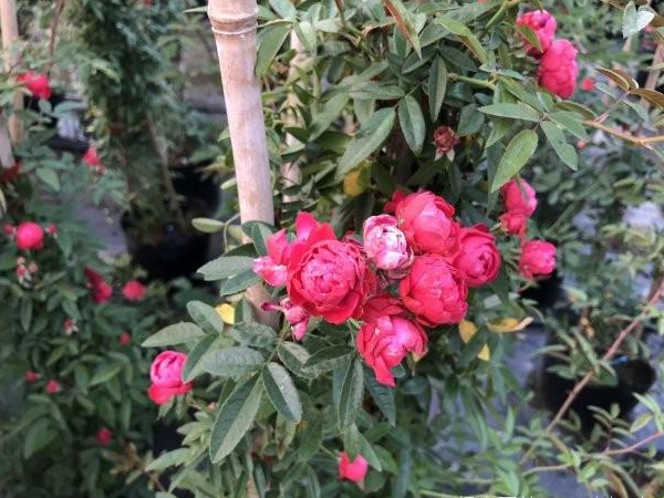 木香花3.jpg