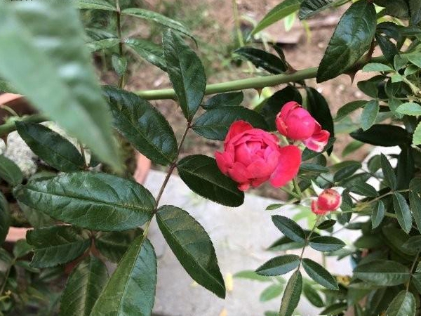 木香花4.jpg