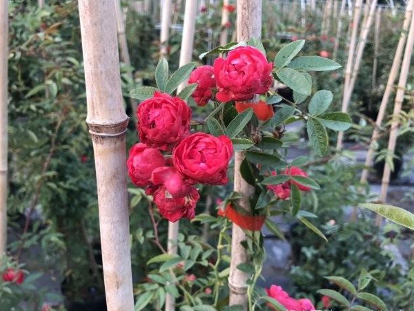 木香花5.jpg