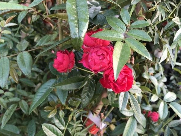 木香花7.jpg