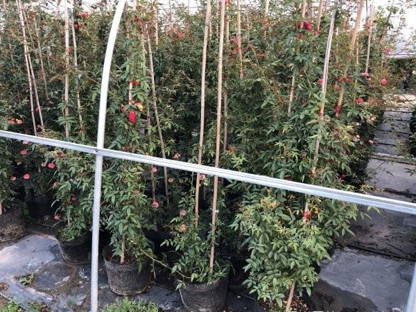 木香花12.jpg