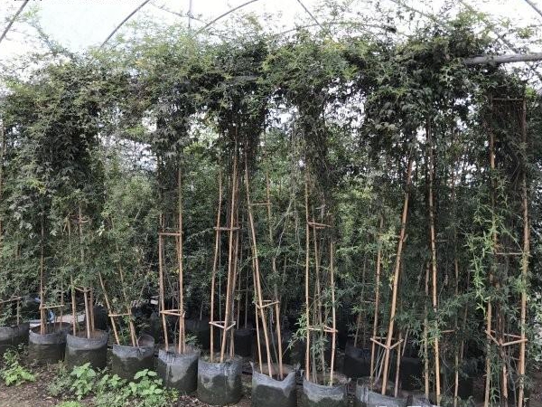 木香花23.jpg