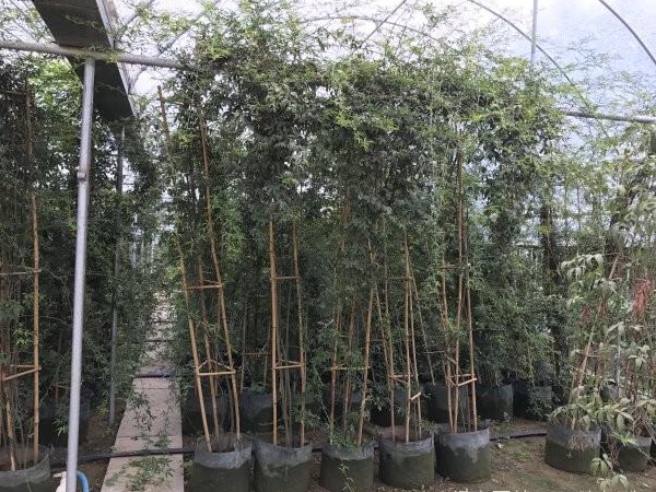 木香花22.jpg