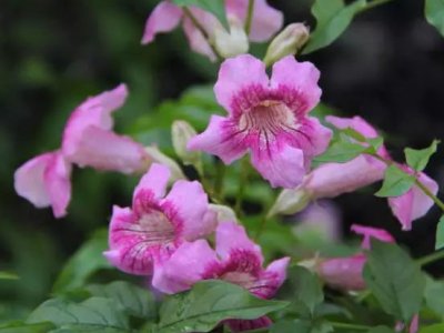 非洲凌霄花爬藤嗎？