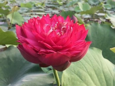 6月還能種荷花嗎？