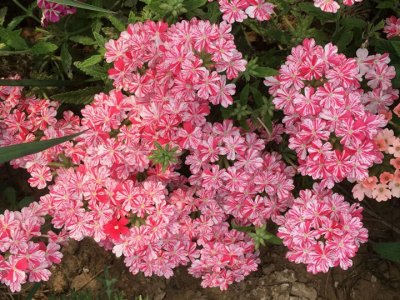 美女櫻夏天開花嗎？