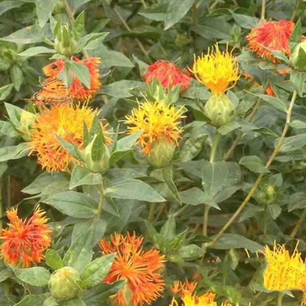 紅花6.jpg