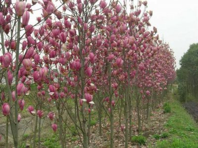 玉蘭花新疆能種嗎？