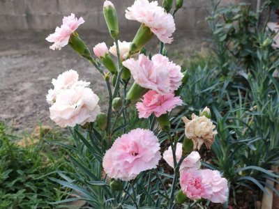 康乃馨廣東能種植嗎？