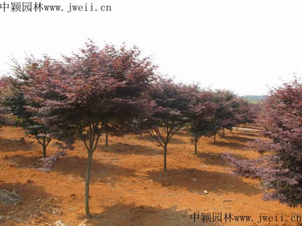 紅楓3.jpg