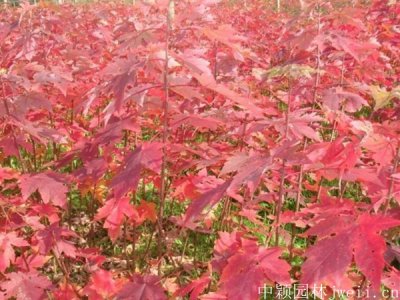 日本紅楓東北能種嗎？