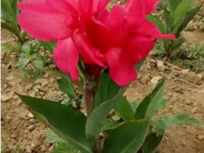 美人蕉是宿根花卉嗎？