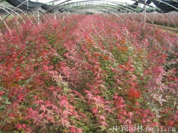 紅楓6.jpg