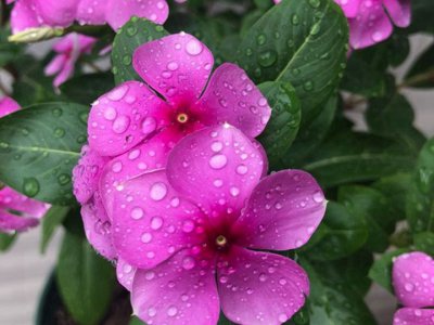 夏天可以種長春花嗎？