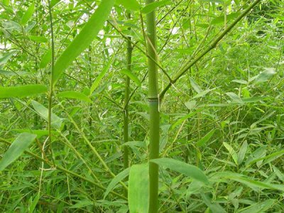 種竹子需要用沙土嗎？