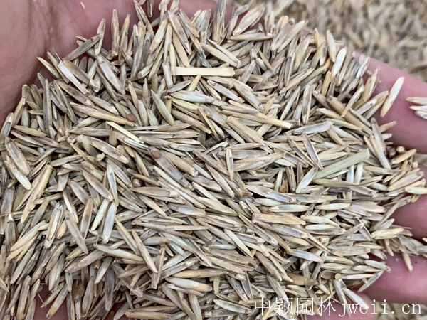 黑麥草9.jpg