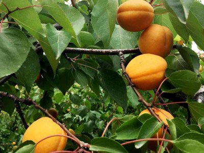夏天移栽杏樹能活嗎？