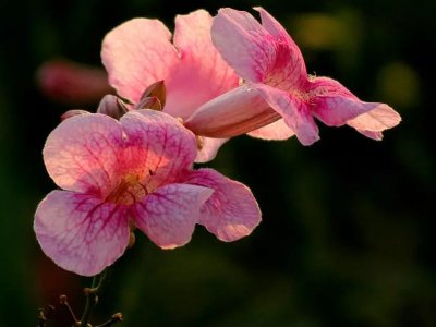凌霄第一年不開花嗎？
