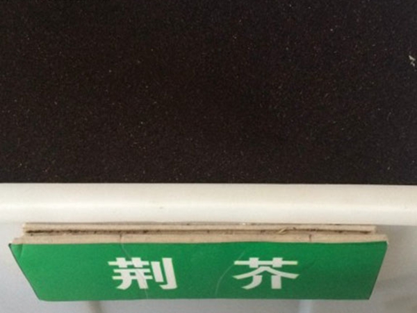 荊芥種子.jpg