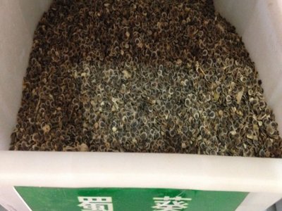 蜀葵七月能種種子嗎？