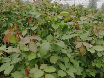 廣東適合種薔薇花嗎？