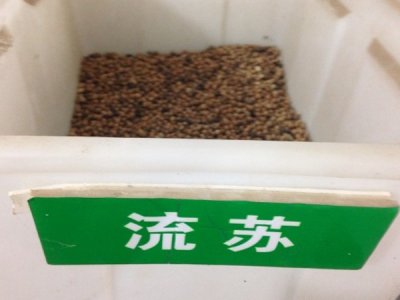 六月還能種流蘇種子嗎？