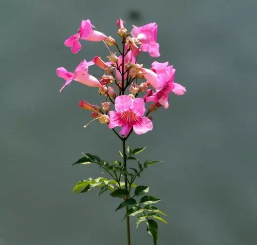 凌霄花18.jpg