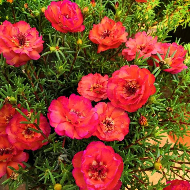1649753330855003.jpg 太陽花9.jpg
