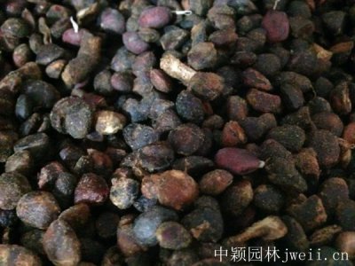 玉蘭的生長速度快嗎？