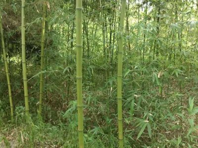 北方6月能種竹子嗎？