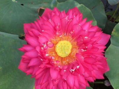 6月份還能種荷花嗎？