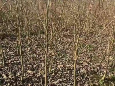 玉蘭適合在北方種植嗎？