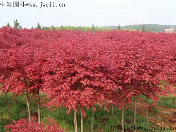 紅楓9.jpg
