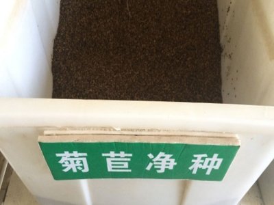 菊苣草秋天可以種嗎？