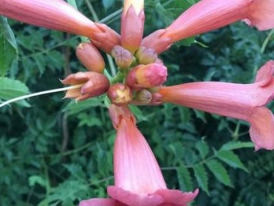 中華凌霄當年會開花嗎？