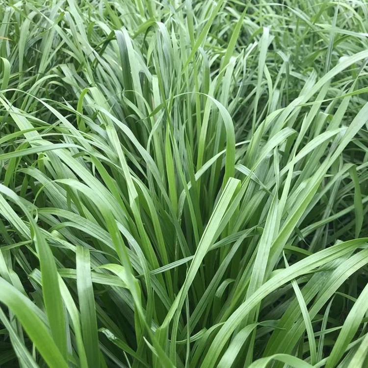 黑麥草種子10.jpg