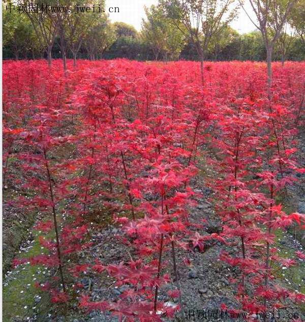 日本紅楓3.jpg