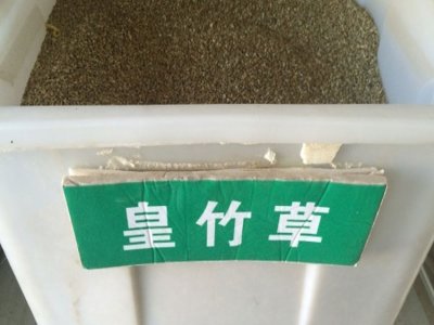皇竹草是多年生嗎？