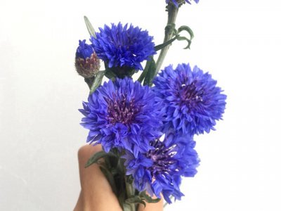 矢車菊能種植重茬嗎?